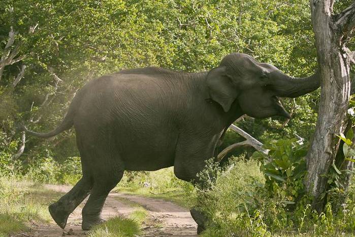 एक्लै हिडने हात्तीको आक्रमणबाट बारामा एकको मृत्यु